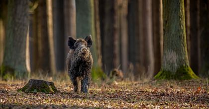 Peste suina africana